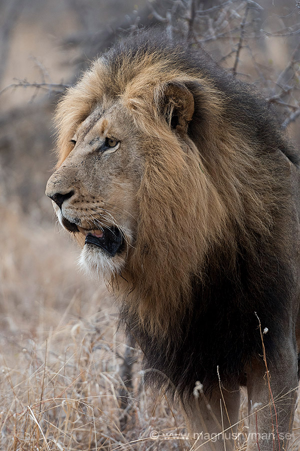 lion king in south africa by magnus nyman